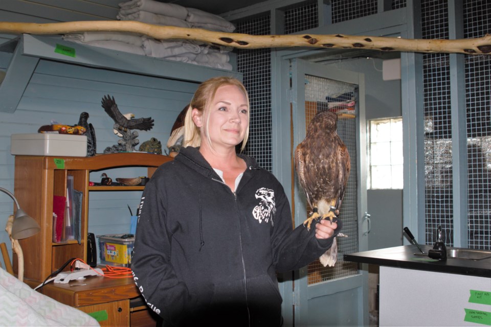 Thunderbird Wildlife Rescue founder Jenn Salo, seen with Harris Hawk CJ, has refurbished the former Chippewa Park Zoo's "bird motel." (Photos by Ian Kaufman, TBnewswatch)