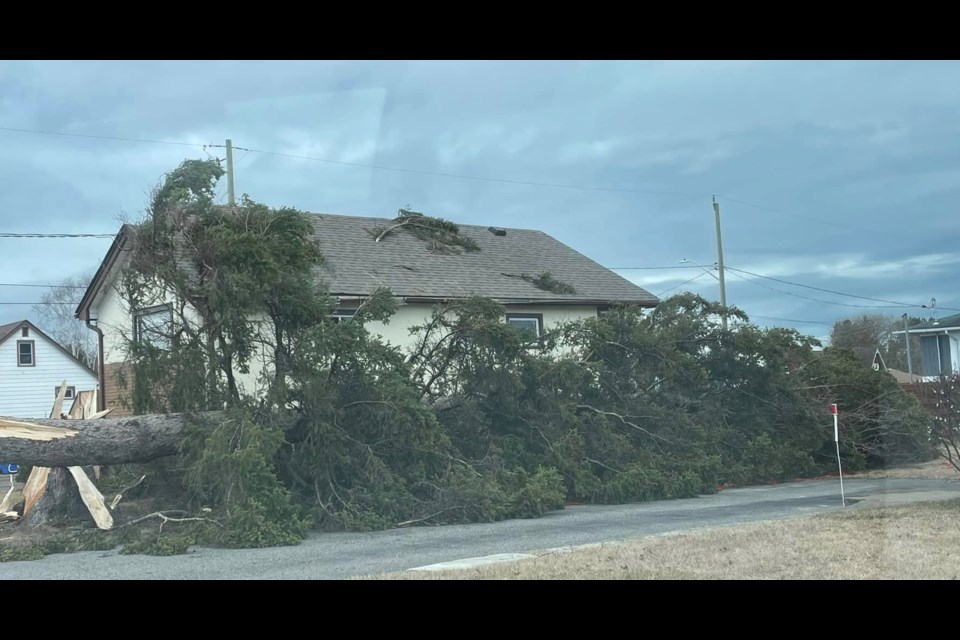 A tree brought down by powerful wind gusts Monday just narrowly missed crashing onto the roof of a home on Clayte St. (Brenda Hansen photo)