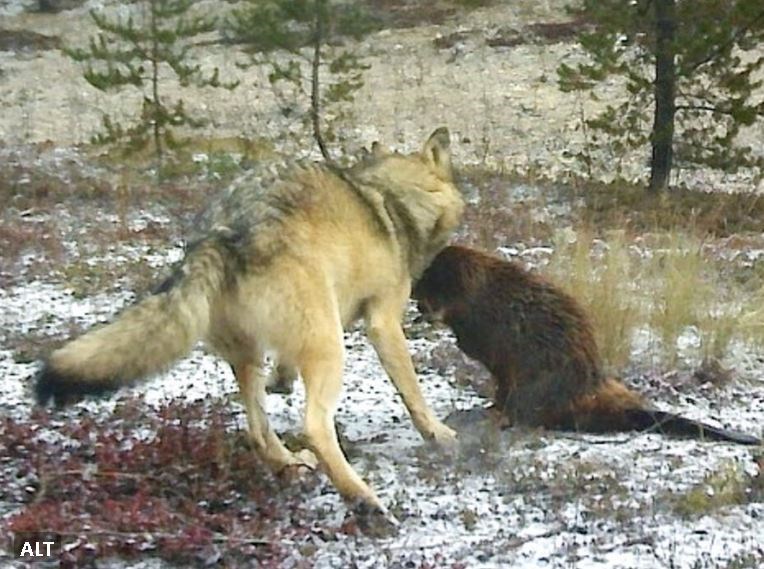 The premise of a newly-published research paper is that wolves disproportionately kill beavers farther from the water where their lodges are (Voyageurs Wolf Project photo)