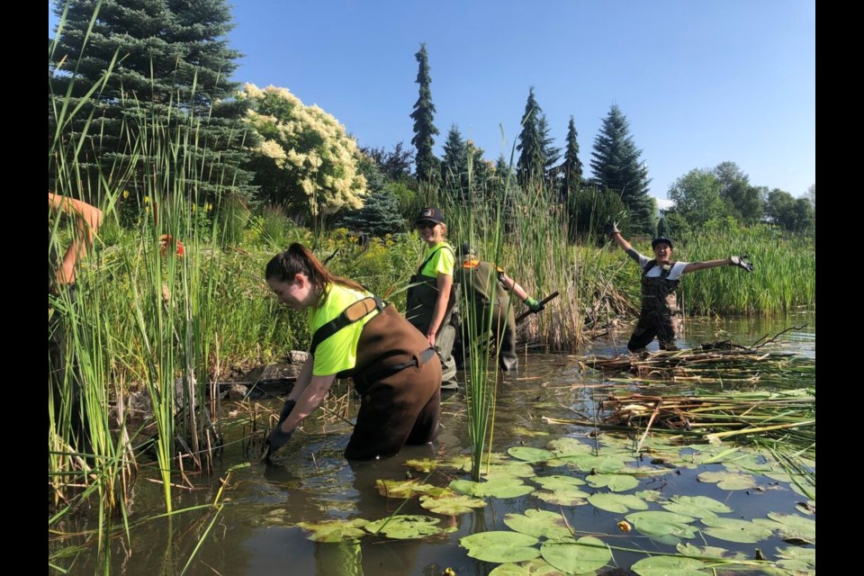 Volunteers and LRCA staff removed invasive species from a section of the Neebing-McIntyre Floodway this summer (LRCA photo)