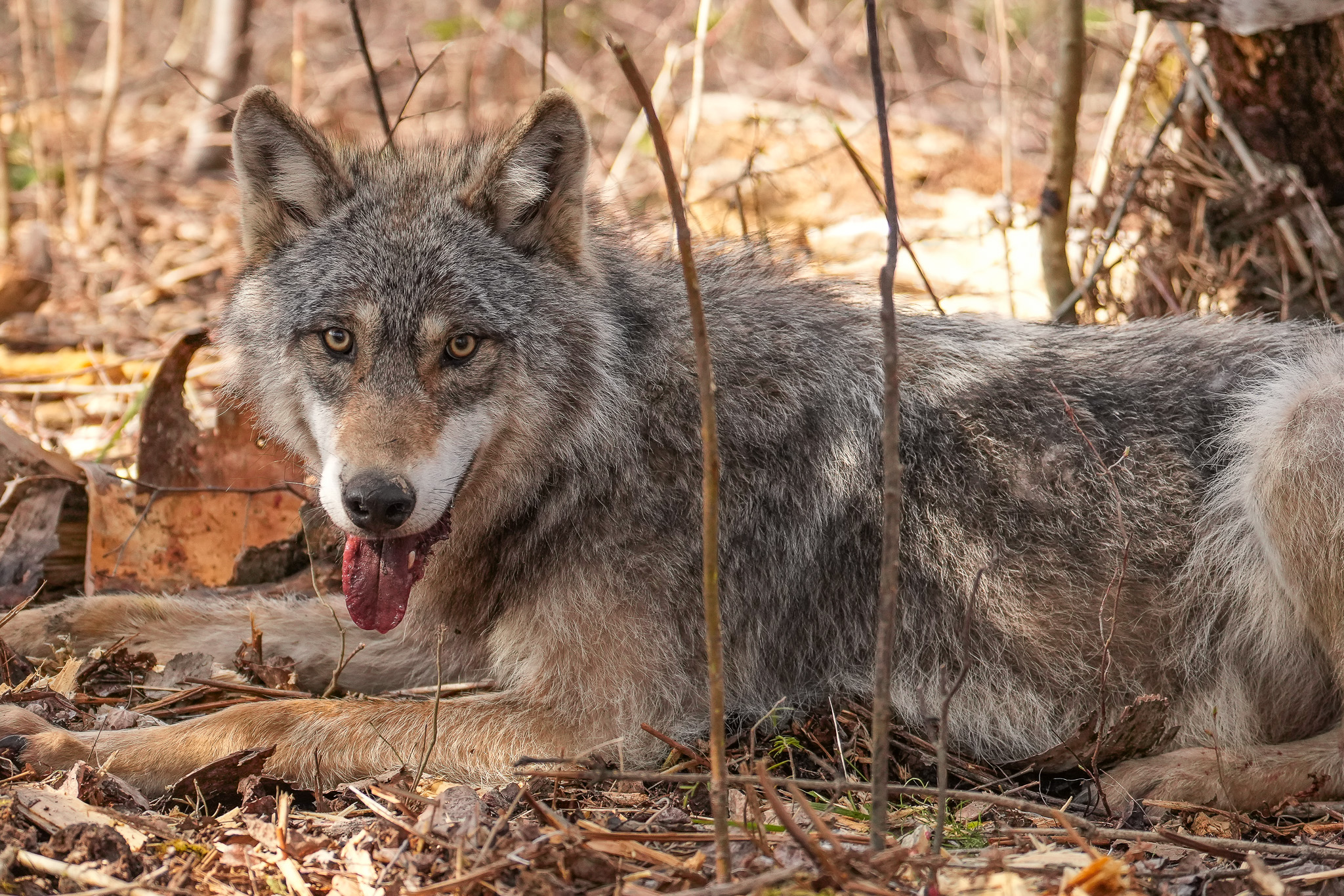 Voyageurs Wolf Project, Studying Wolves During Summer