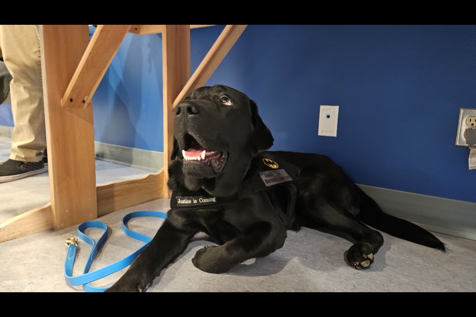 Trace, the city police's newest member, is trained to sniff out electronic devices when called upon. 