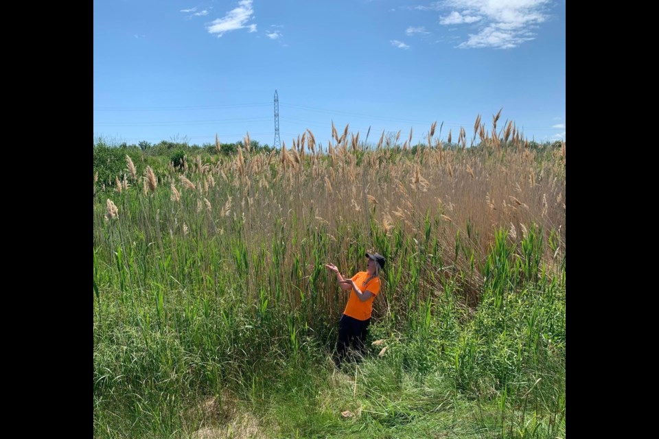 This photo shows an invasive phragmites stand in an area near Island Drive in Thunder Bay, before remediation (LRCA)