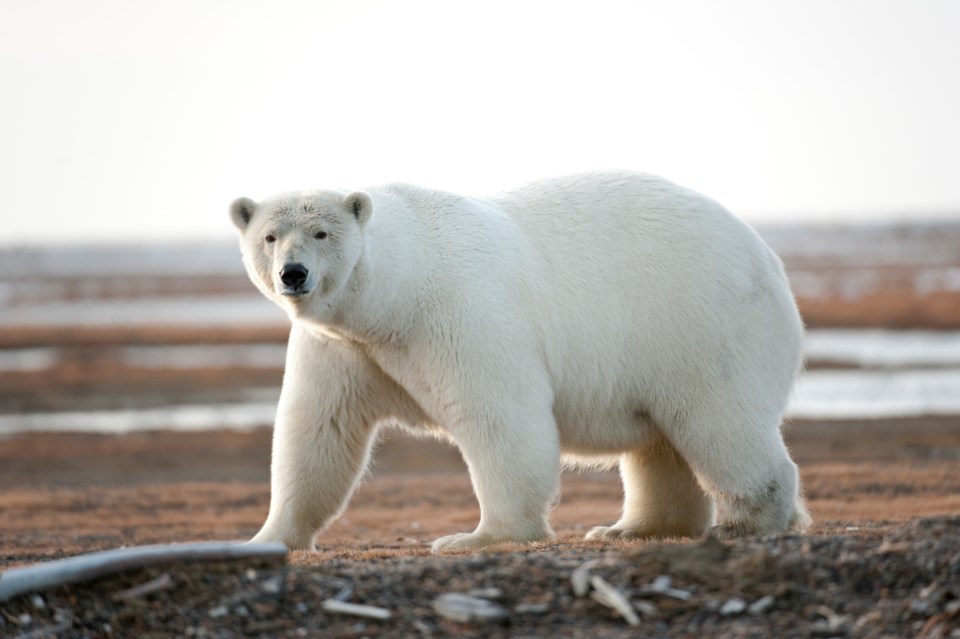 polar-bear