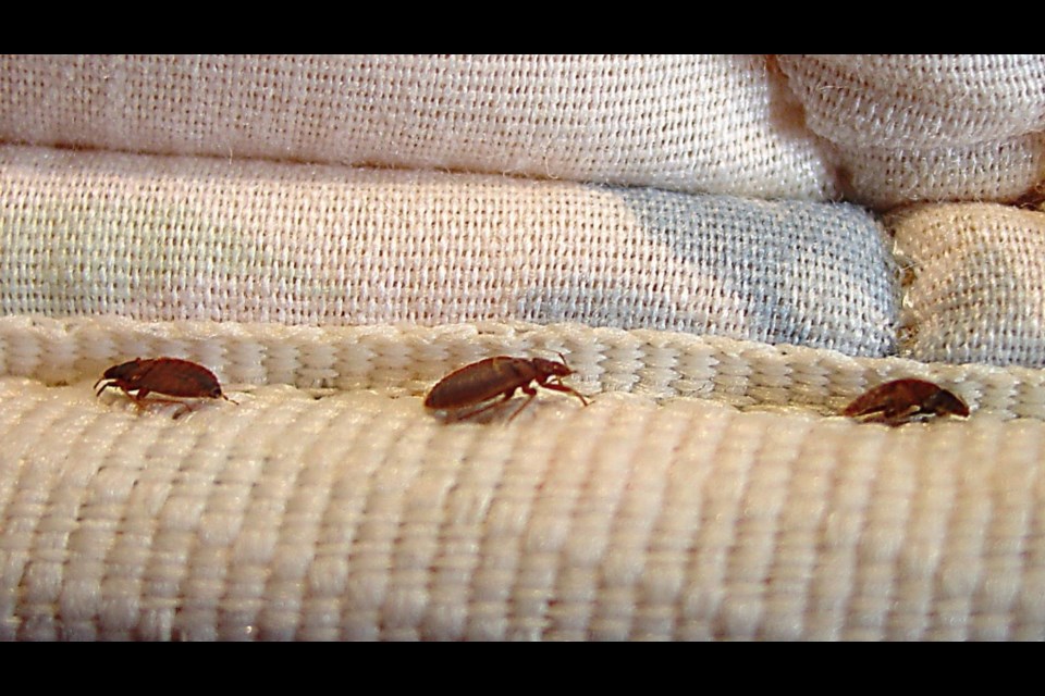 Bed bugs can be found almost anywhere there is fabric or wood, with a higher risk in places where people congregate, such as apartment buildings, hotels, and movie theatres  (Orkin LLC photo)