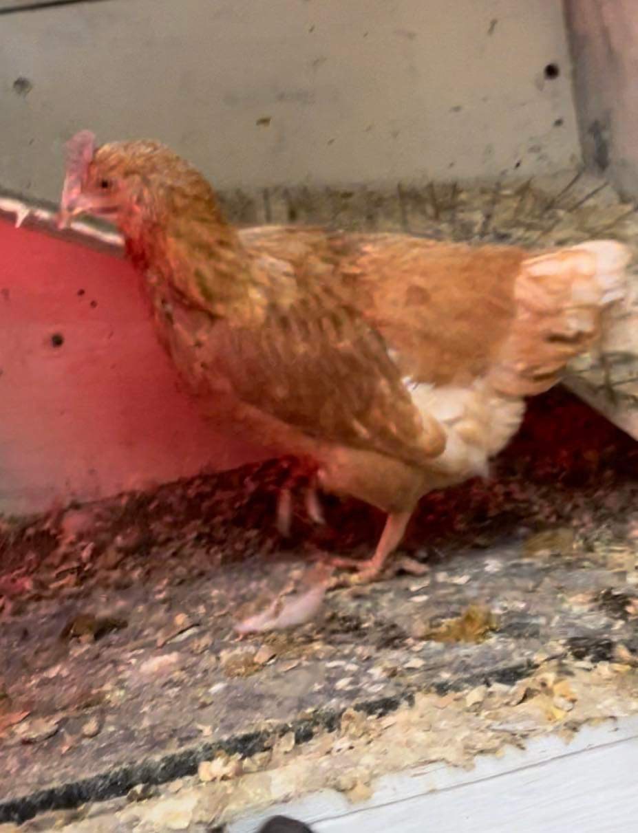 chicken