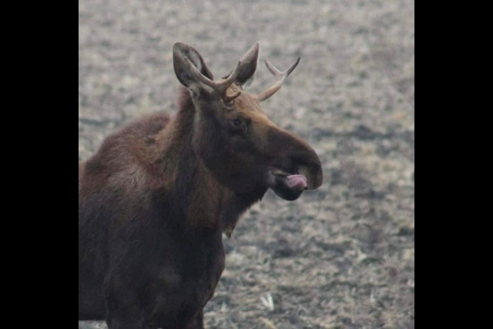 A bull moose nicknamed Rutt has captured the imagination of tens of thousands of people following his travels north from Iowa (Facebook/Minnesota's Moose on the Loose)