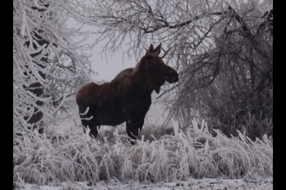 The most recent photo of Rutt, taken on a frosty day at Borup, MN, was submitted on Jan. 9, 2024  (submitted photo)