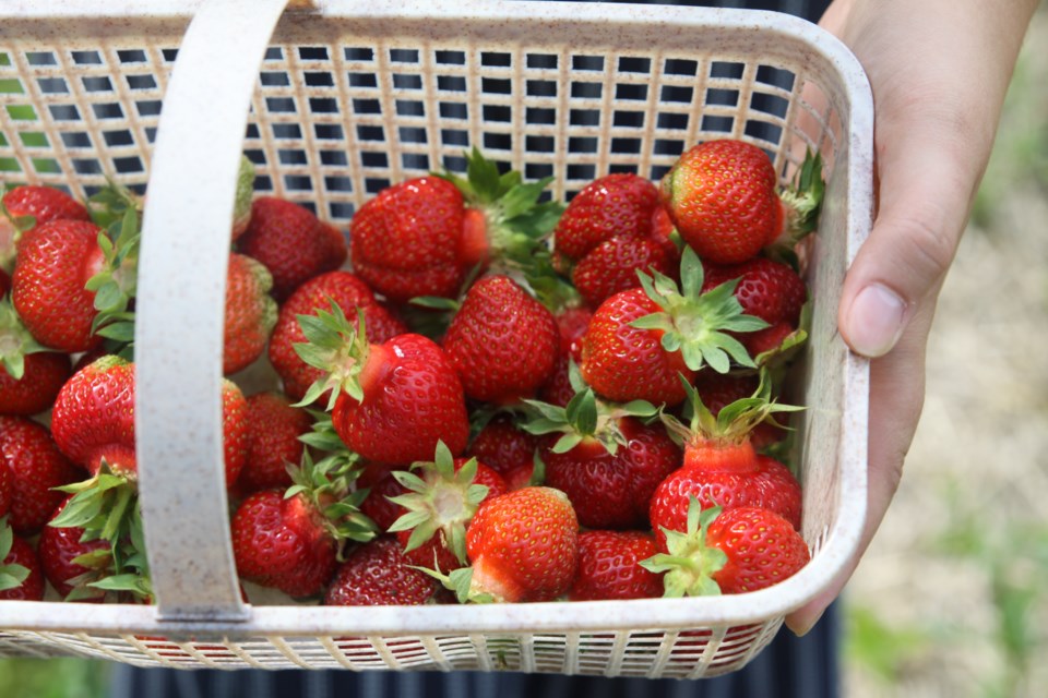 Strawberries picked at Belluz Farm on July 7