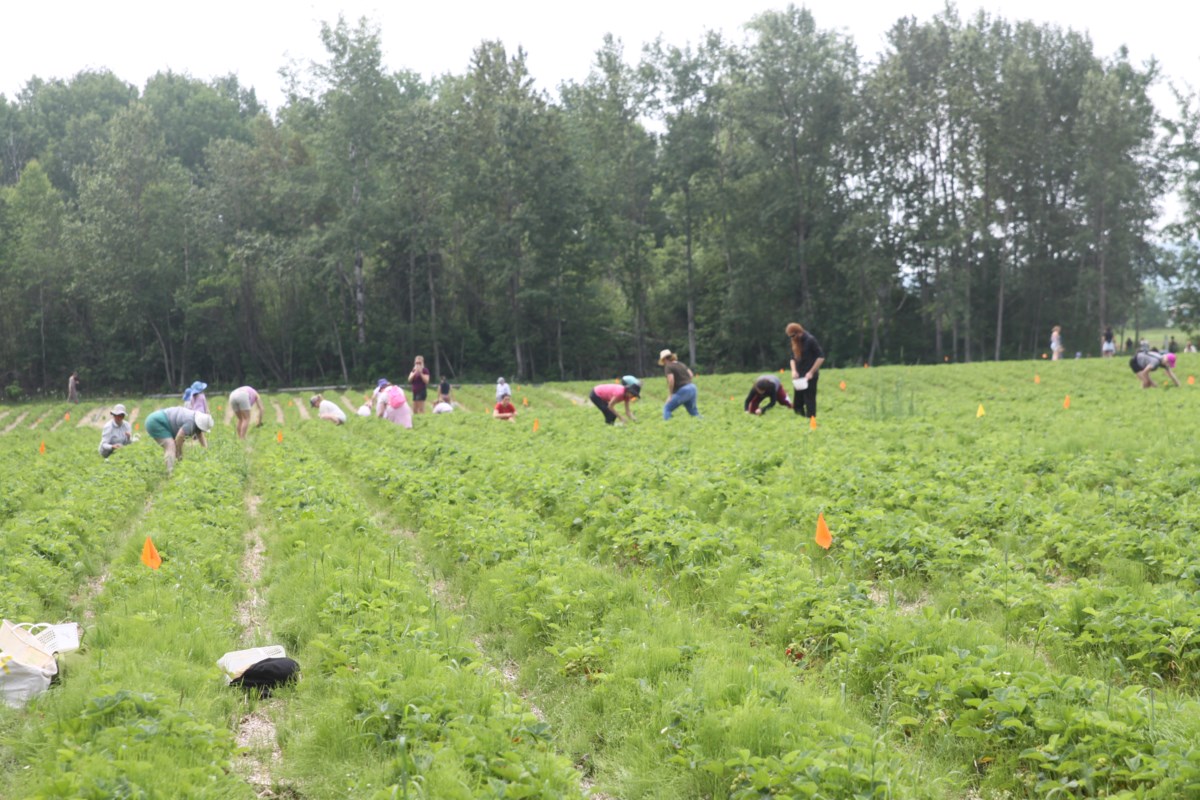 Local crops just bit behind schedule: farmer