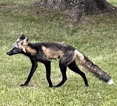 Shelley Eade-Psikla was able to get numerous photos of an unusually-coloured fox at Riverside Cemetery on July 22, 204 (submitted photo)