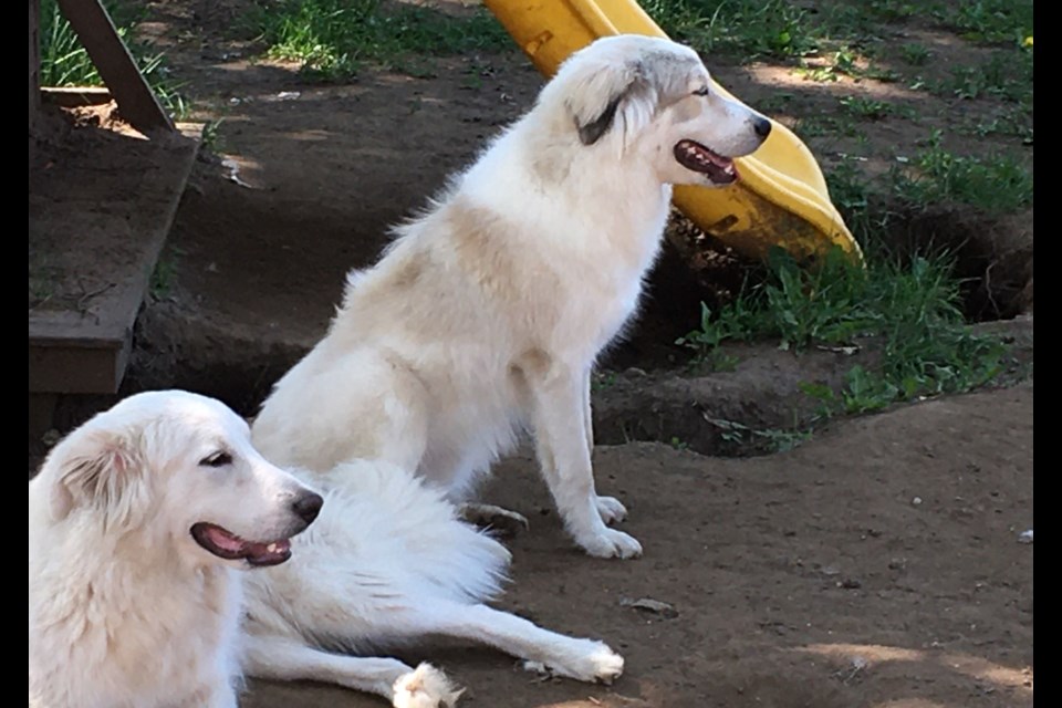10-month-old Brave, shown here sitting beside his brother, was found Monday with the help of a drone, after being lost for a week (submitted photo)