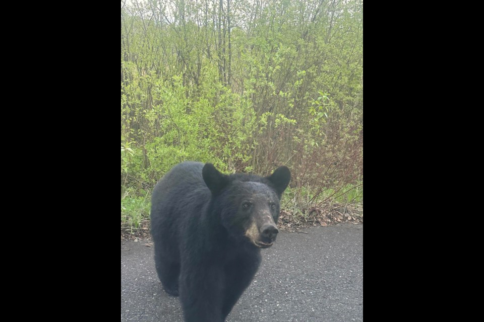 Nick Hanson was visiting Ouimet Canyon in late May when he spotted bears.