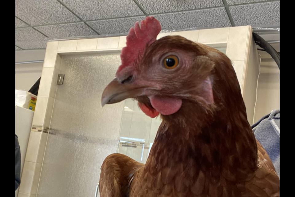 This chicken was found wandering in the Balsam Street/Margaret Street vicinity on Tuesday (Courtney Marie /Facebook)