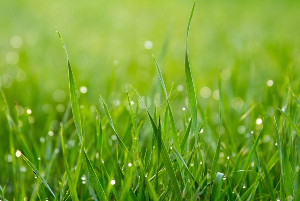 grass