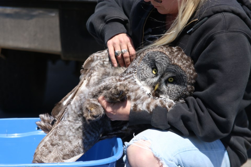 The owl was found injured near Webequie First Nation. 