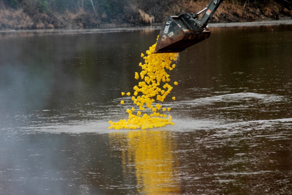 Nearly 2,000 ducks were dropped in the Kam River