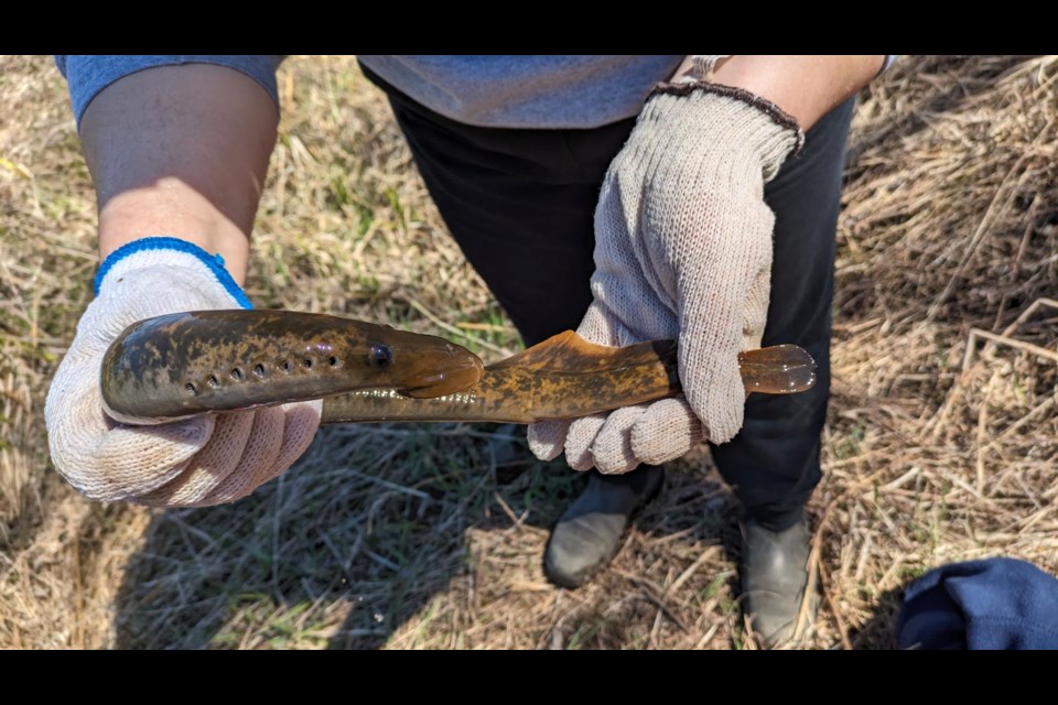 The Lakehead Region Conservation Authority assisting with the 2024 lamprey monitoring program. (Supplied / LRCA)