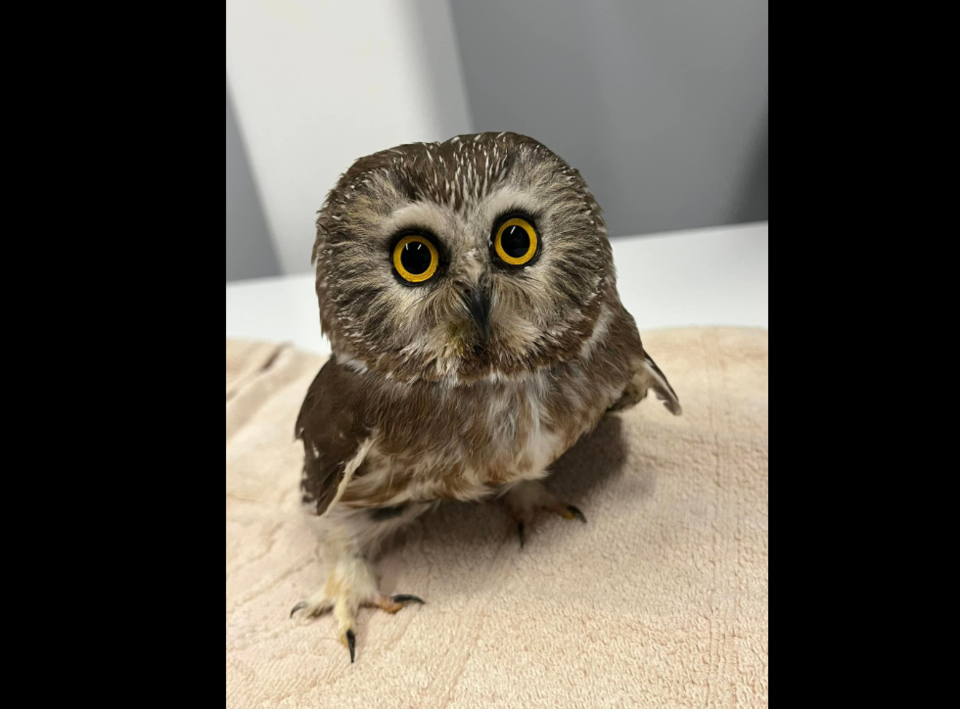 saw-whet-owl-thunderbird-raptor-rescue-fb