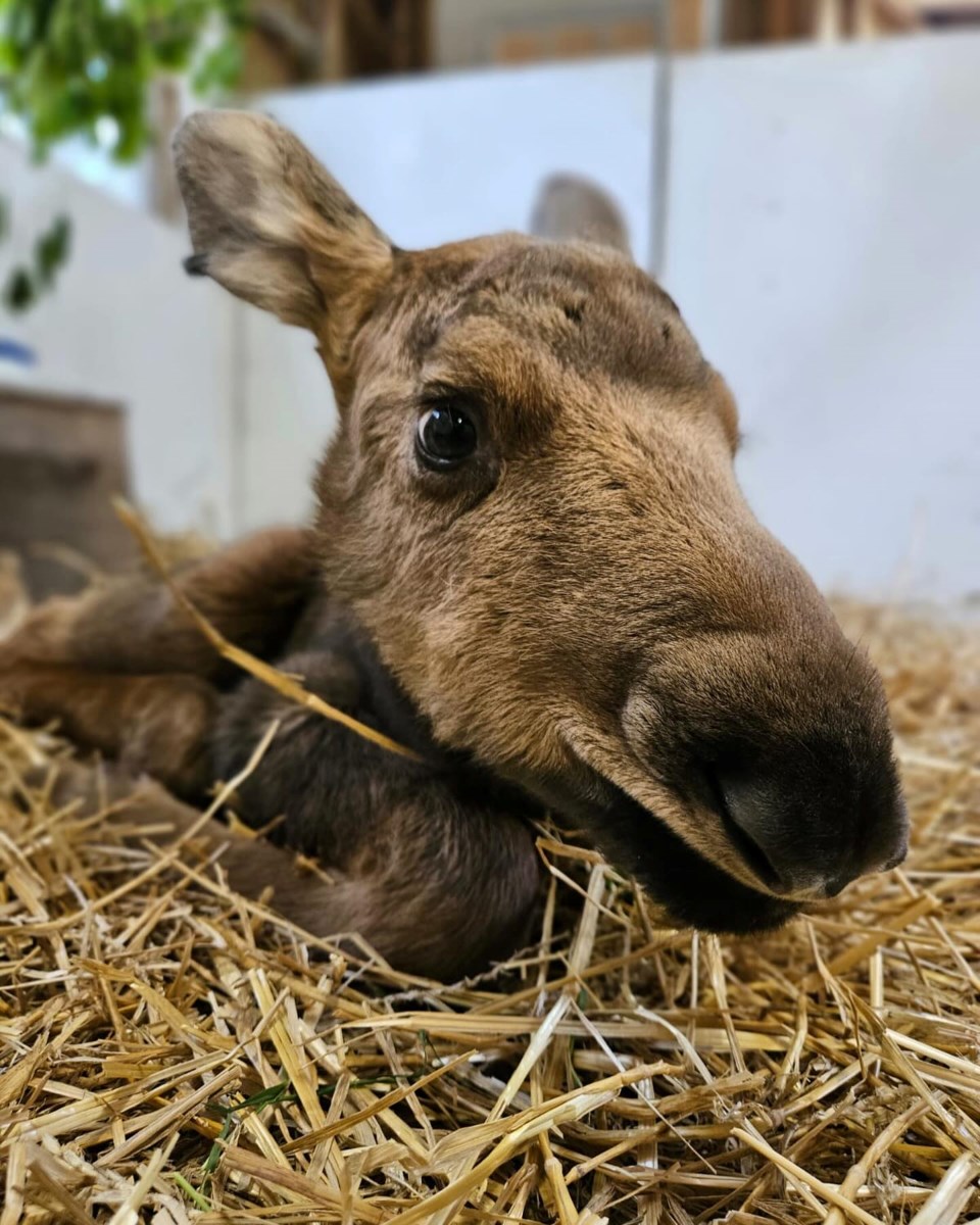 thunder-moose