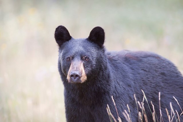 black-bear