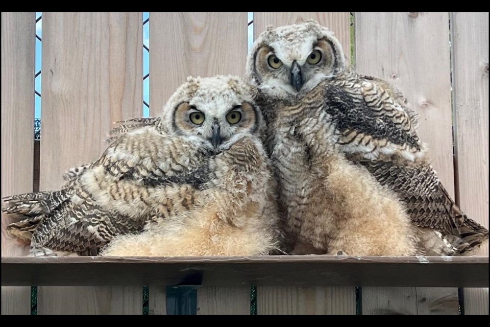 Recent rescue by Thunderbird Raptor Rescue