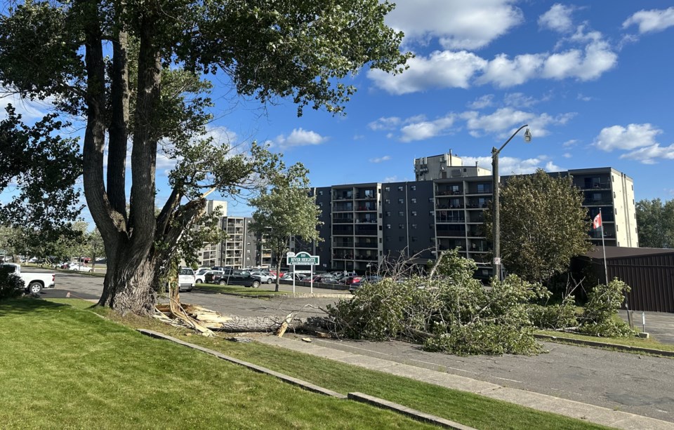 adelaide-st-tree