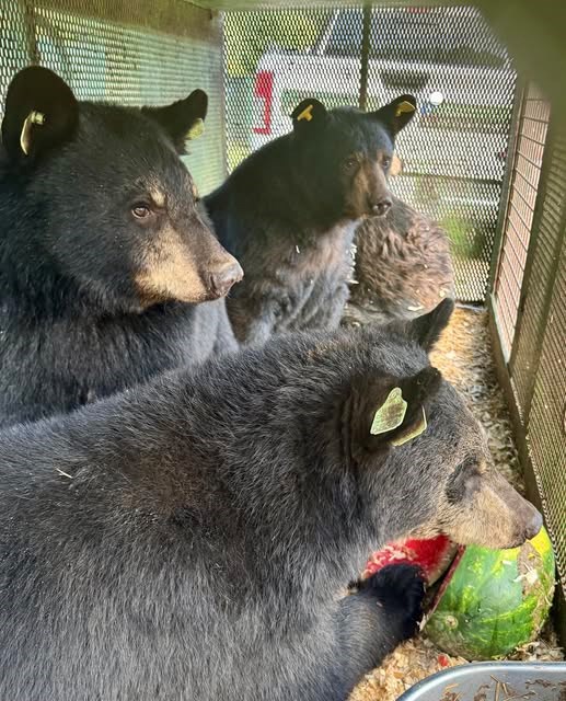 As his buddies watch, one of four yearling bears being returned to the Thunder Bay region from the Bear With Us sanctuary and rehabilitation centre near Parry Sound snacks on watermelon on Aug. 12, 2025 before the long trip north. (Ella McIntosh photo)