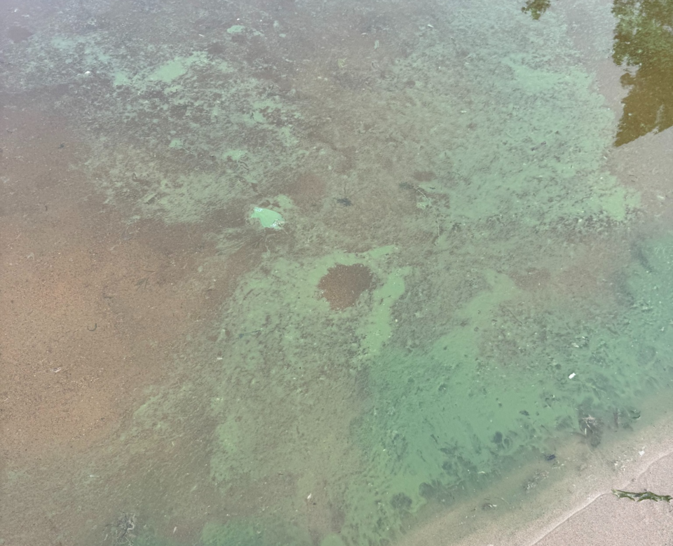 blue-green-algae-hattie-cove crop 1