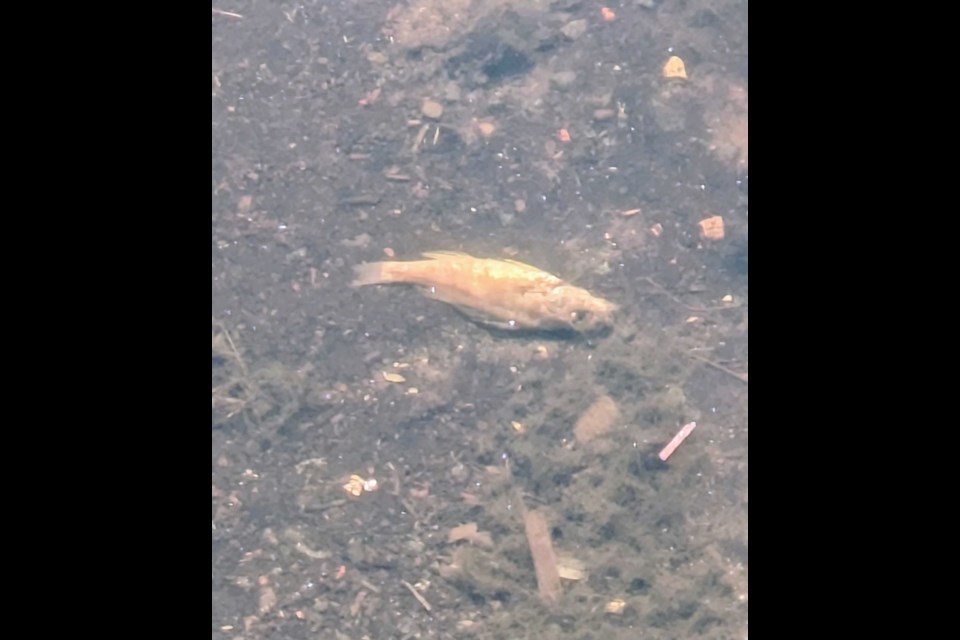 A dead fish was found in the Kam River near the Mountdale Boat Launch on Aug. 28, 2025.