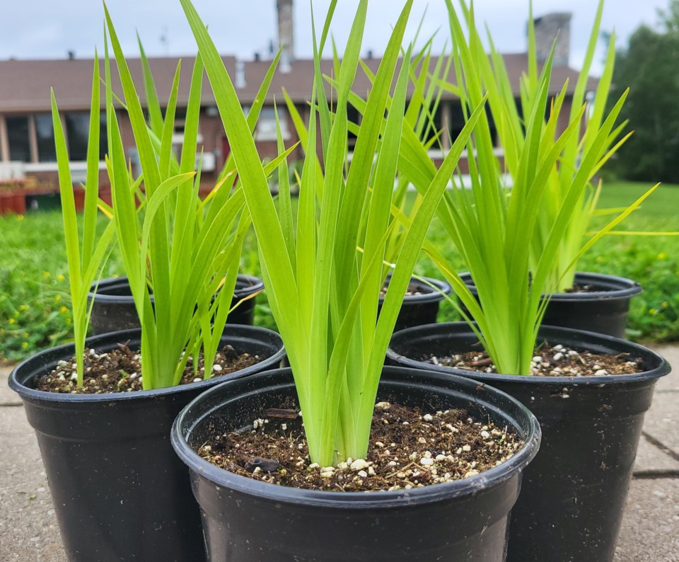 lrca-blue-flag-iris