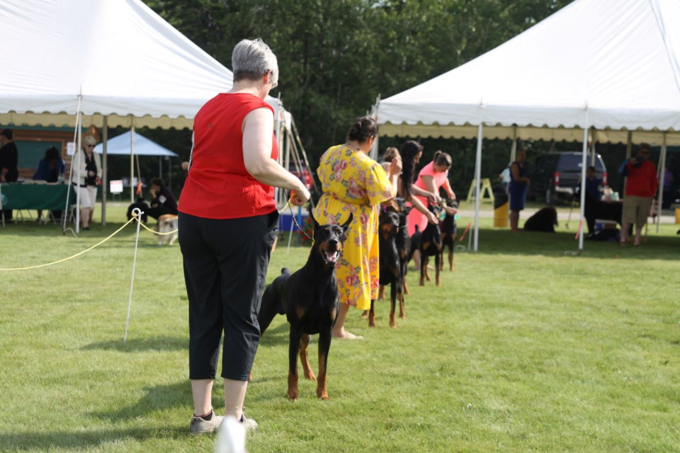 Doberman Pinscher's completing a group judging at The North Shore Dog Club at Chipewa Park on August 8, 2025.