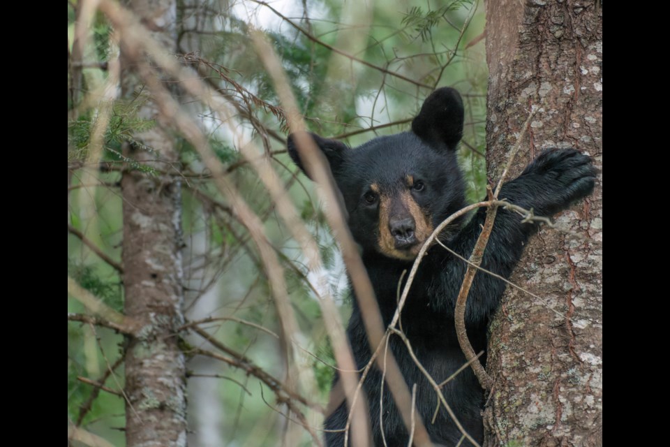 This bear cub and its sibling find refuge in a tree after a raid on a fridge at a Lake Shebandowan camp on Aug. 4, 2025 (Terry Lozenski photo)