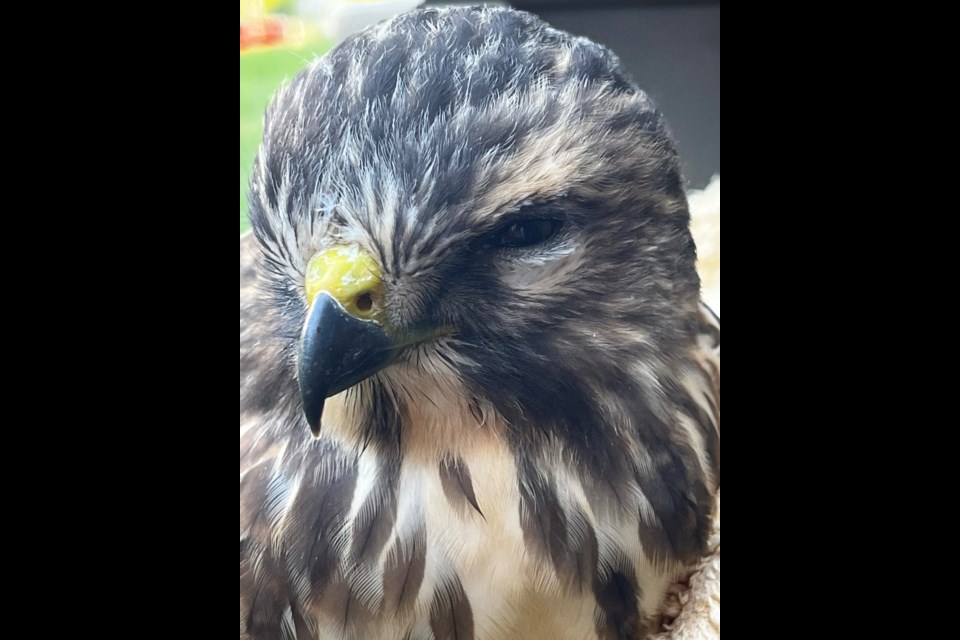 A juvenile broad-winged hawk with the virus, rescued by Thunderbird Raptor Rescue.
July 19, 2025. 