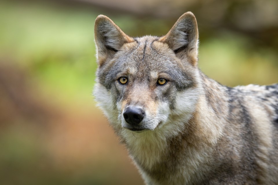 wolf-credit-ab-photography