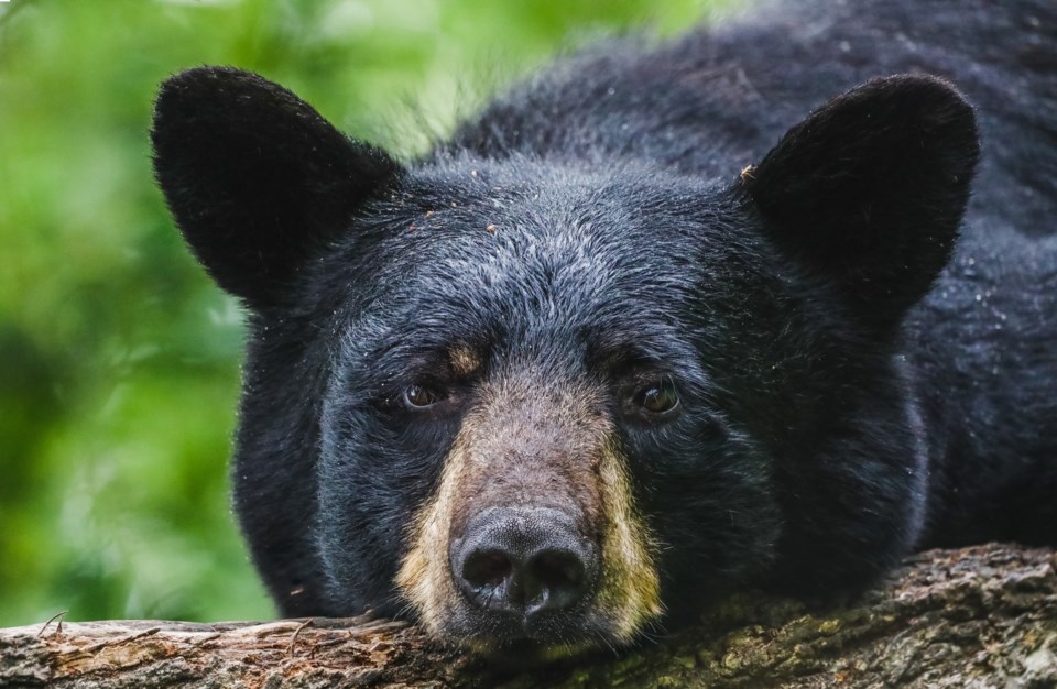 black-bear-mandy-fuller-photography