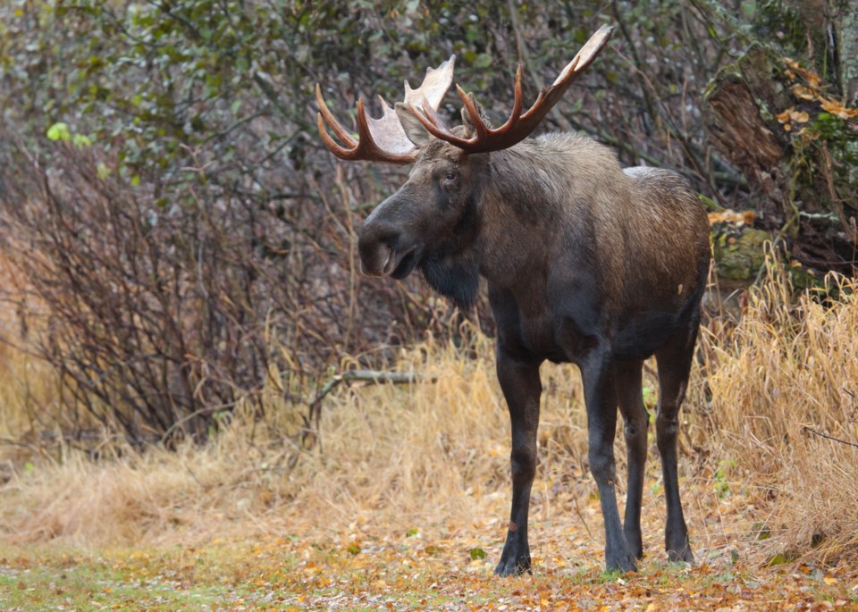 moose
