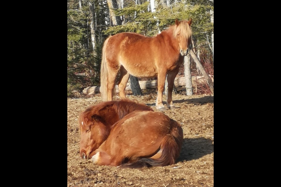 Two members of the Barnyard Friends herd of seven horses that went missing on July 25, 2025.