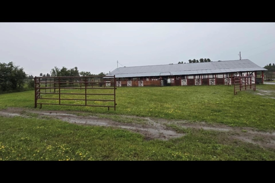The current cattle showring on July 28, 2025.