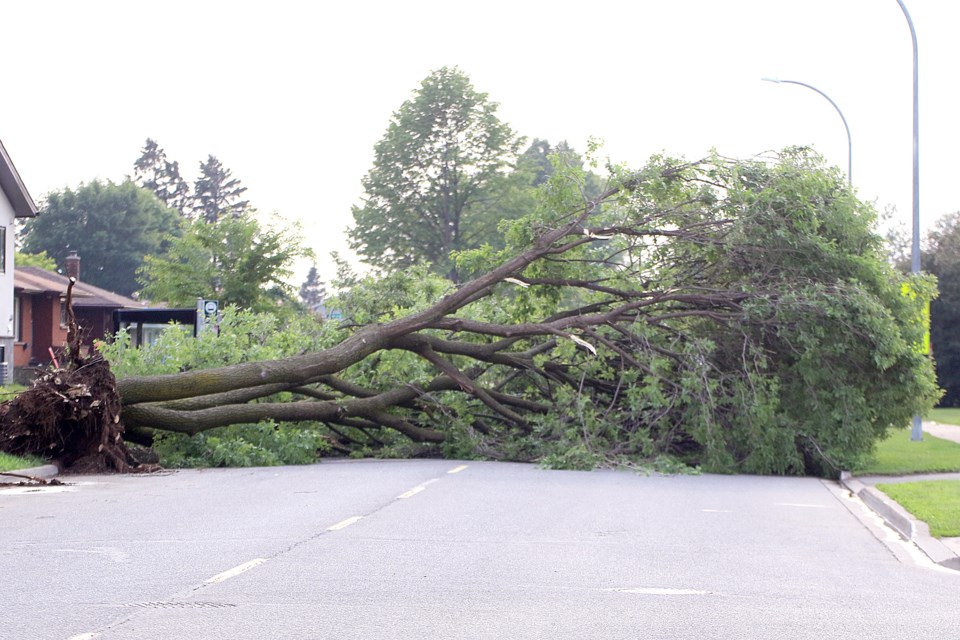 A tree fell across Mary Street on Monday, July 1, 2025, after a wind storm swept through the south side of Thunder Bay. (Leith Dunick, tbnewswatch.com)