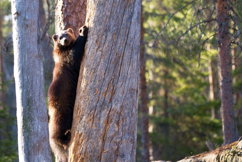 wolverine-endangered