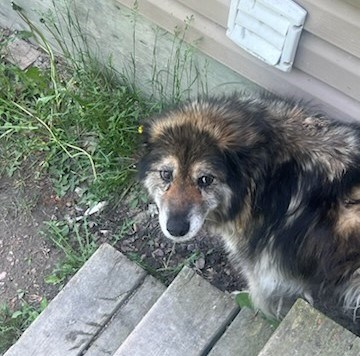 The Ontario SPCA/Humane Society is asking for donations to its WIldfire Emergency Fund (SPCA/Humane Society photo)