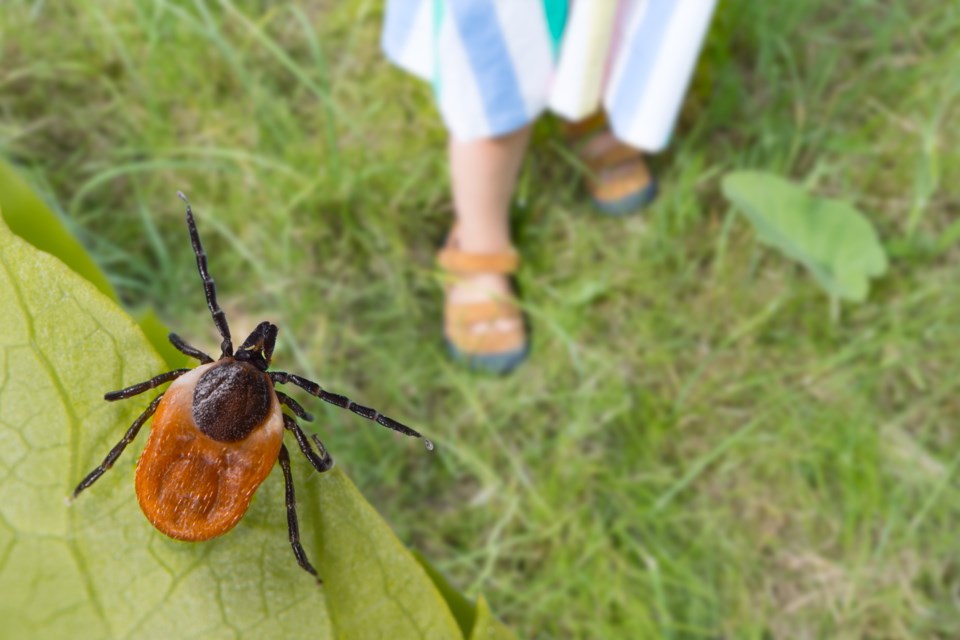 blacklegged-tick-credit-ladislav-kubes