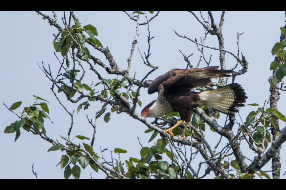 A crested caracara photographed outside of Nipigon on July 1, 2025.