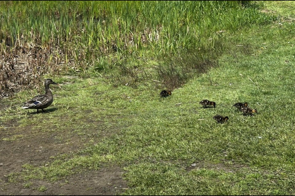 Suzanne DeRusha said baby ducks out of the water are vulnerable to dogs being walked in the park off-leash (Jaydon Bilyk/TBT News)