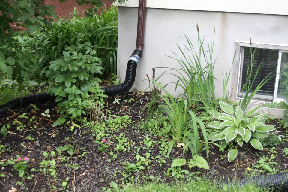 The remains of Blaney's garden on June 23, 2025.