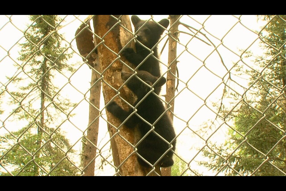 Two black bear cubs at the Nipigon Bear Cub Rescue, in Nipigon.
June 2025.