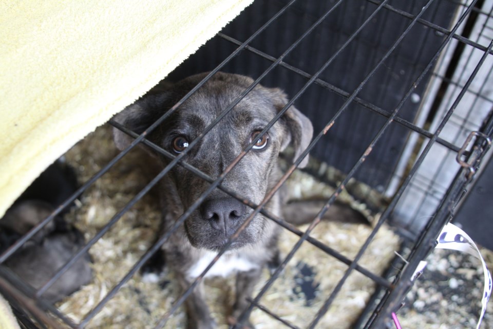 A dog from Northern Reach Rescue on June 10, 2025.