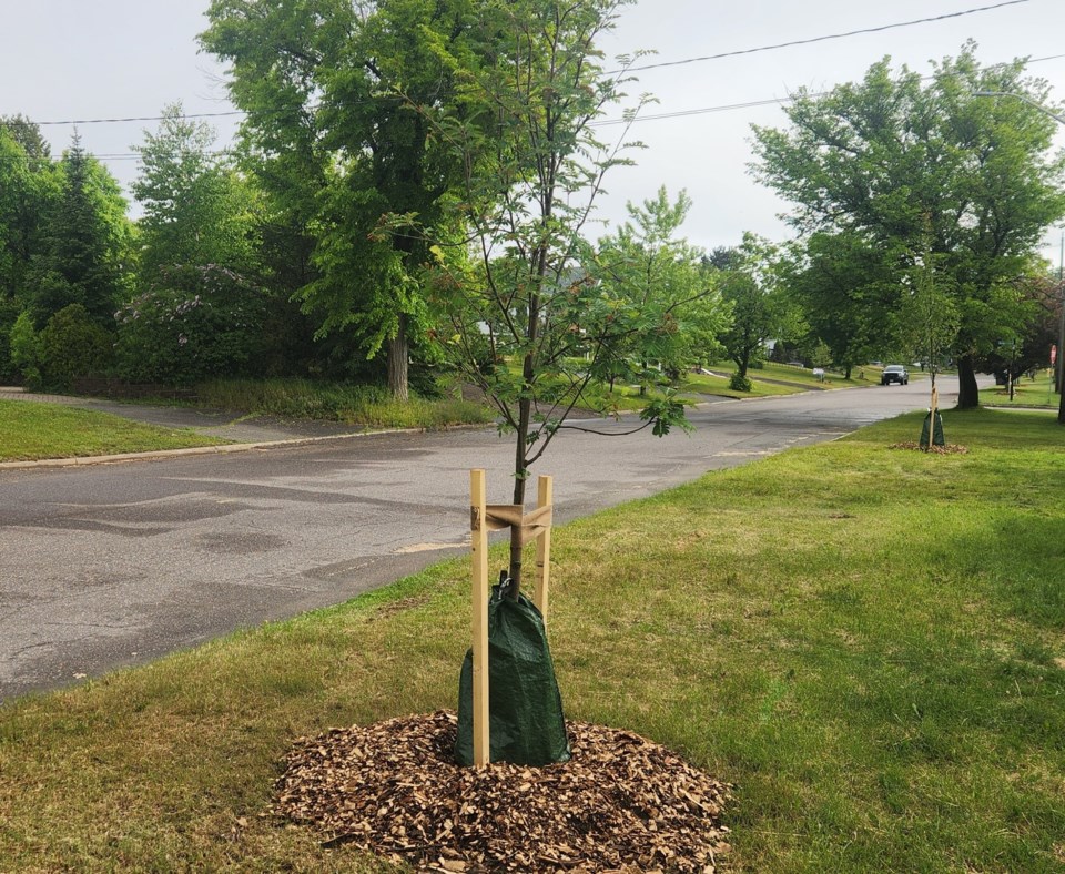 tree-planting
