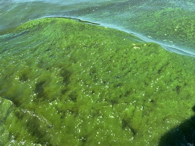 blue-green-algae-march